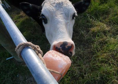 Cow Licking Salt