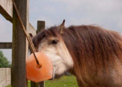 Horse Licking Salt