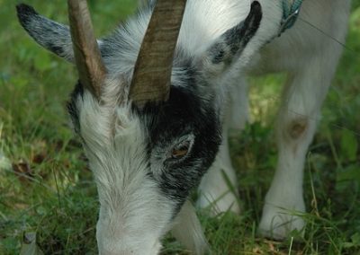 Goat Licking Salt